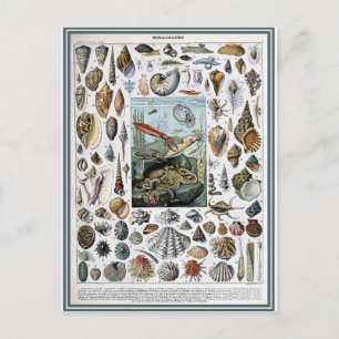 Carte Postale Illustration dictionnaire mollusques