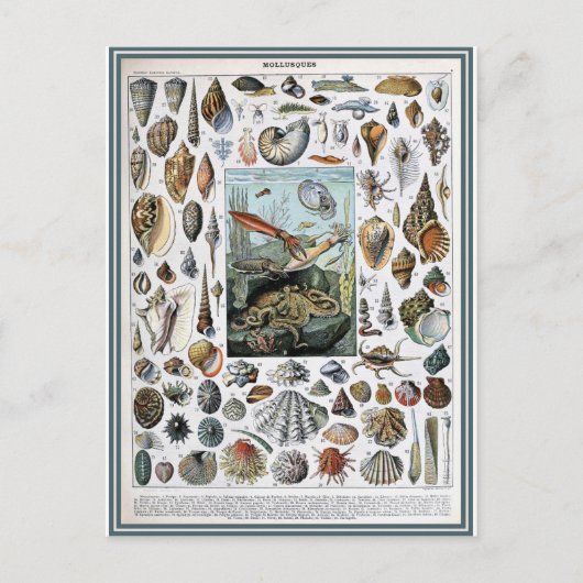 Carte Postale Illustration dictionnaire mollusques (Devant)