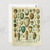 Carte Postale Illustration dictionnaire oeufs (Devant / Derrière)
