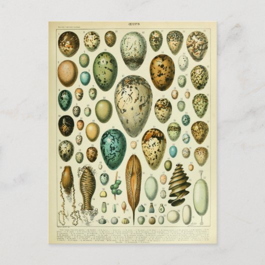 Carte Postale Illustration dictionnaire oeufs (Devant)