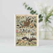 Carte Postale Illustration dictionnaire oiseaux (Debout devant)