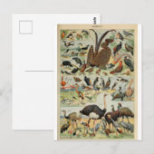 Carte Postale Illustration dictionnaire oiseaux (Devant / Derrière)