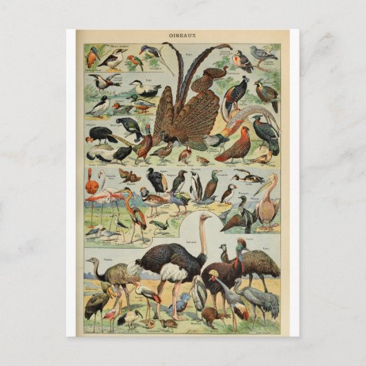 Carte Postale Illustration dictionnaire oiseaux (Devant)
