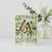 Carte Postale Illustration dictionnaire oiseaux (Debout devant)