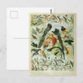 Carte Postale Illustration dictionnaire oiseaux (Devant / Derrière)