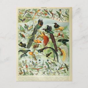 Carte Postale Illustration dictionnaire oiseaux