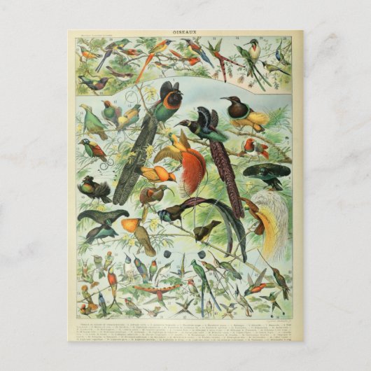 Carte Postale Illustration dictionnaire oiseaux (Devant)