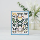 Carte Postale Illustration dictionnaire papillons (Debout devant)