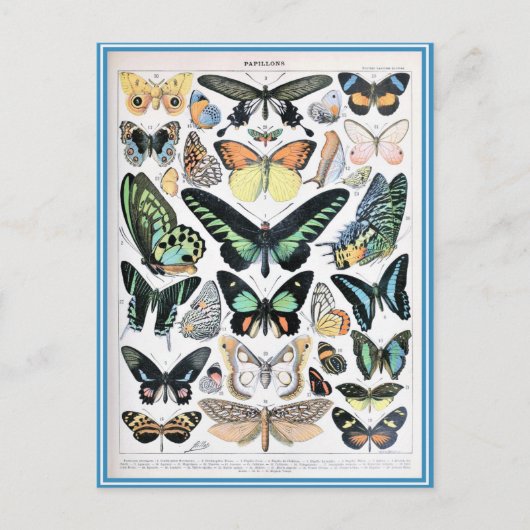 Carte Postale Illustration dictionnaire papillons (Devant)