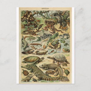 Carte Postale Illustration dictionnaire reptiles