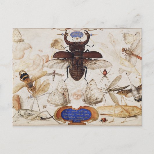 Carte postale Illustration d'insectes vintage (Devant)