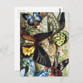 Carte postale Illustration d'insectes vintage (Devant / Derrière)
