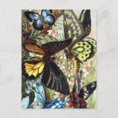 Carte postale Illustration d'insectes vintage (Devant)