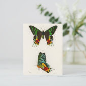 Carte Postale Illustration d'insectes vintages (Debout devant)
