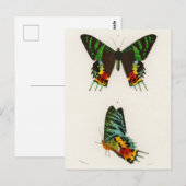 Carte Postale Illustration d'insectes vintages (Devant / Derrière)