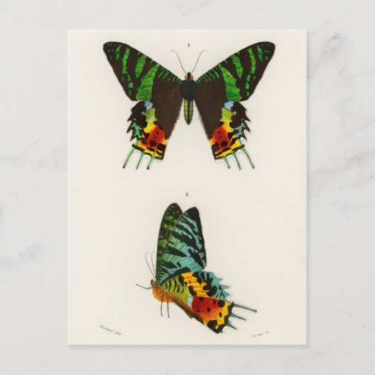 Carte Postale Illustration d'insectes vintages (Devant)