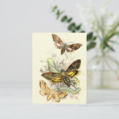 Carte Postale Illustration d'insectes vintages (Debout devant)