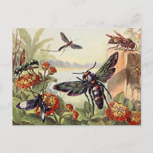 Carte Postale Illustration d'insectes vintages (Devant)