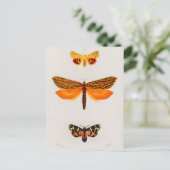 Carte Postale Illustration d'insectes vintages (Debout devant)