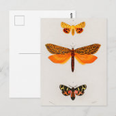 Carte Postale Illustration d'insectes vintages (Devant / Derrière)