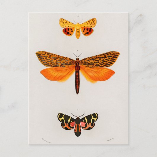 Carte Postale Illustration d'insectes vintages (Devant)