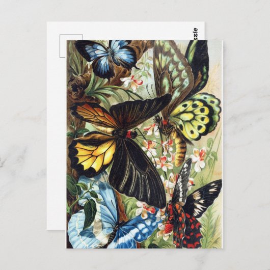 Carte Postale Illustration d'insectes vintages (Devant / Derrière)