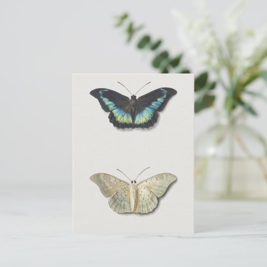 Carte Postale Illustration d'insectes vintages (Debout devant)