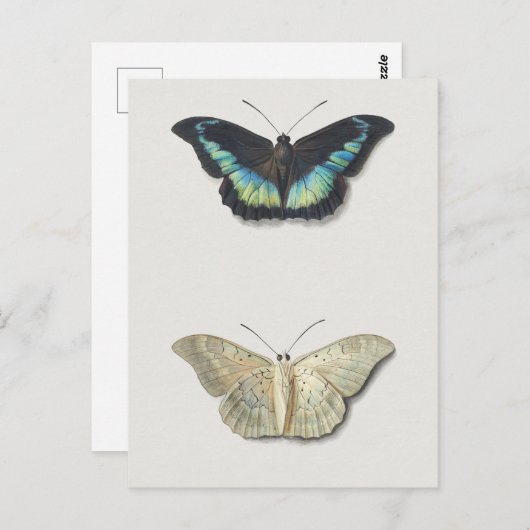 Carte Postale Illustration d'insectes vintages (Devant / Derrière)