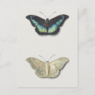 Carte Postale Illustration d'insectes vintages