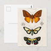 Carte Postale Illustration d'insectes vintages (Devant / Derrière)