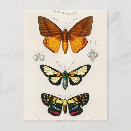 Carte Postale Illustration d'insectes vintages (Devant)