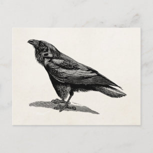 Carte Postale Illustration d'oiseau-noir de Corbeau-corbeau vint