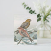 Carte Postale Illustration d'oiseau Vintage de Pine Grosbeak (Debout devant)