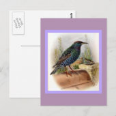 Carte Postale Illustration d'oiseau Vintage Starling (Devant / Derrière)