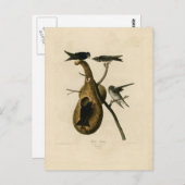 Carte Postale Illustration d'oiseau violet Martin (Devant / Derrière)