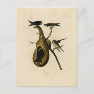 Carte Postale Illustration d'oiseau violet Martin