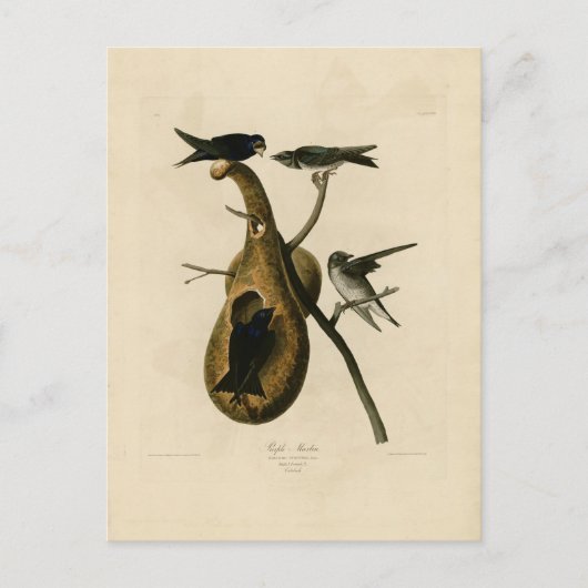Carte Postale Illustration d'oiseau violet Martin (Devant)
