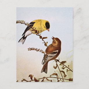 Carte Postale Illustration d'oiseaux américains Goldfinchs