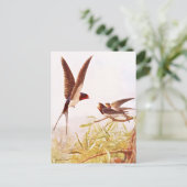 Carte Postale Illustration d'oiseaux hirondelles (Debout devant)