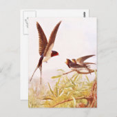 Carte Postale Illustration d'oiseaux hirondelles (Devant / Derrière)
