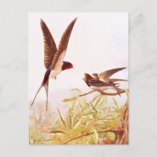 Carte Postale Illustration d'oiseaux hirondelles (Devant)