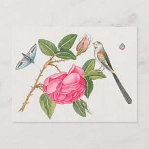 Carte Postale Illustration d'oiseaux vintages