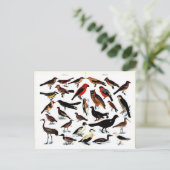 Carte Postale Illustration d'oiseaux vintages (Debout devant)