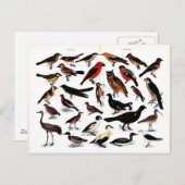 Carte Postale Illustration d'oiseaux vintages (Devant / Derrière)
