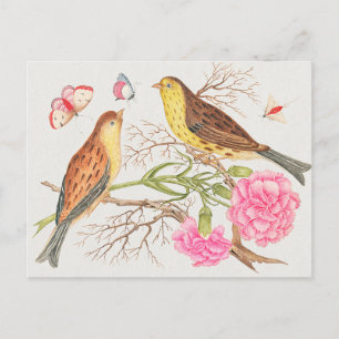 Carte Postale Illustration d'oiseaux vintages