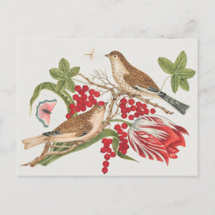 Carte Postale Illustration d'oiseaux vintages