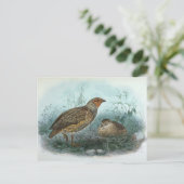 Carte Postale Illustration d'oiseaux Vintages de caille japonais (Debout devant)