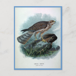 Carte Postale Illustration d'oiseaux Vintages du harceleur néo-z