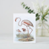 Carte Postale Illustration d'oiseaux Vintages Flamant rose (Debout devant)