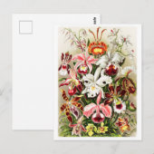 Carte Postale Illustration d'orchidées vintages (Devant / Derrière)